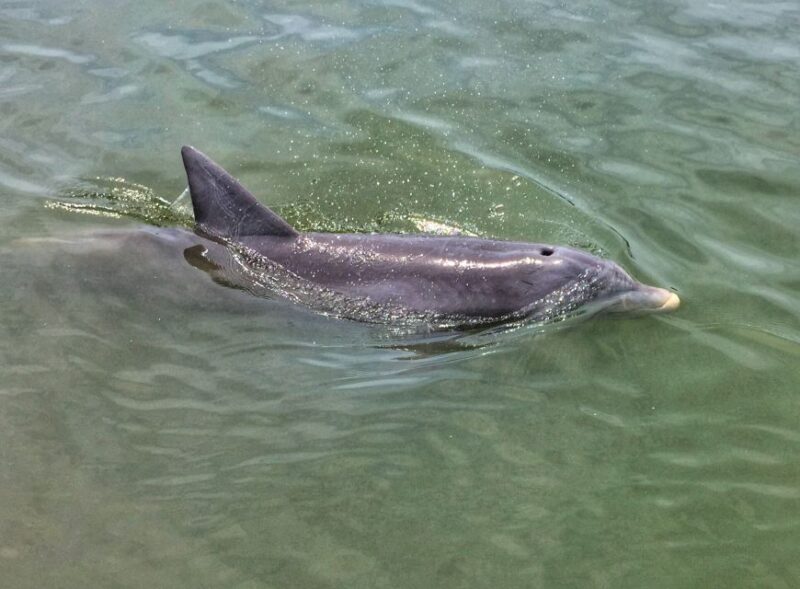 Hilton Head Island: Dolphin Watching Cruise with Donuts - Who Will Appreciate This Tour Most
