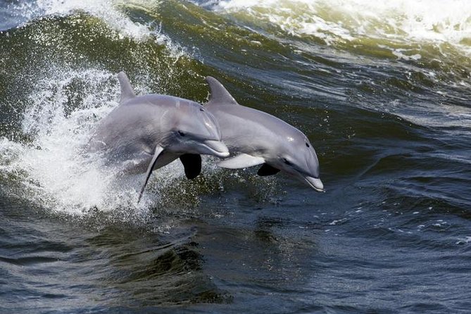 Hilton Head Island Dolphin Watching Nature Cruise - The Route: From Harbour Town to Atlantic Waters