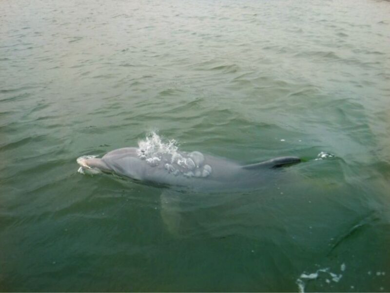 Hilton Head Island: Private Dolphin Watching Boat Tour - Discover Hilton Head Island’s Dolphins from a Private Boat