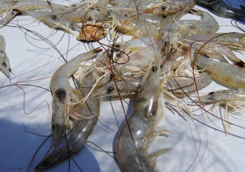 Hilton Head Island: Shrimp Trawling Boat Tour - The Sum Up: Authentic, Educational, and Tasty Hilton Head Shrimping