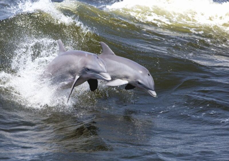 Hilton Head Island: Sunset Dolphin Cruise - Overall Value and Experience Quality