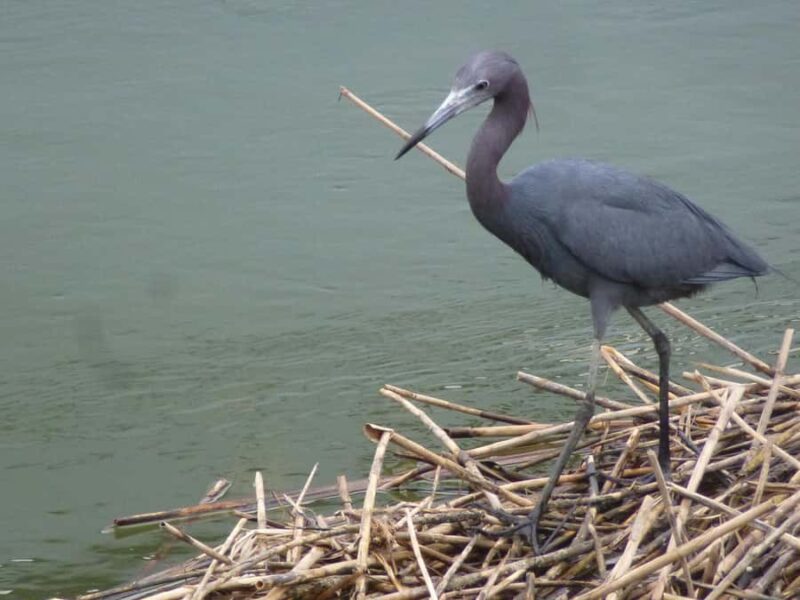 Hilton Head Island: Sunset Dolphin Watching Cruise - Starting Point and How to Find the Boat