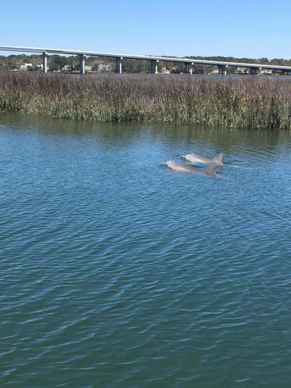 Hilton Head Island: Sunset Dolphin Watching Cruise - Wildlife Encounters: Dolphins and Shorebirds
