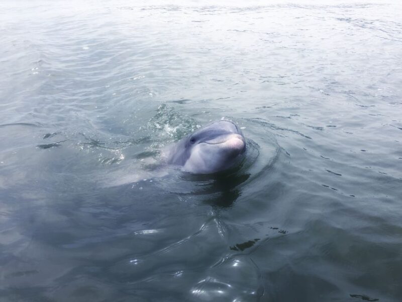 Hilton Head Island: Sunset Dolphin Watching Tour - Who Should Consider This Tour?