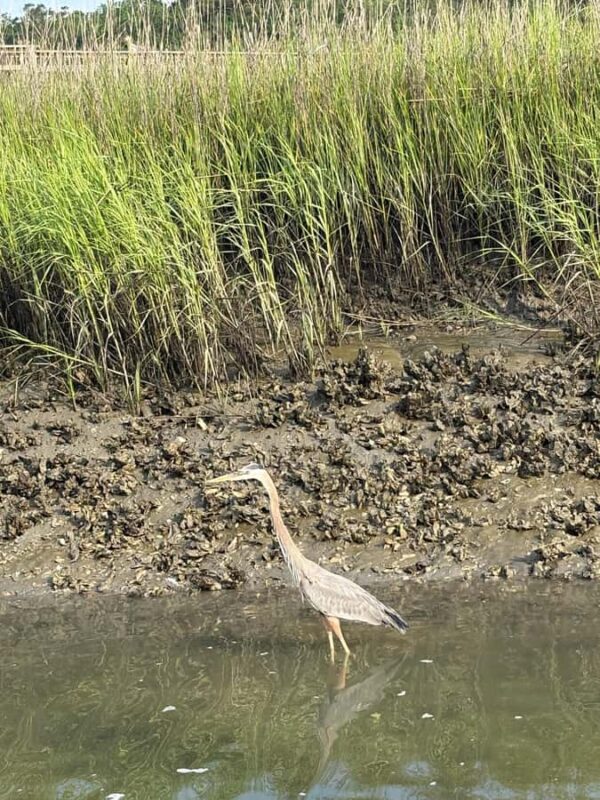Hilton Head: Private 2-Hour Kayak Dolphin Nature Tour - Family-Friendly and Kid-Accessible Kayaking