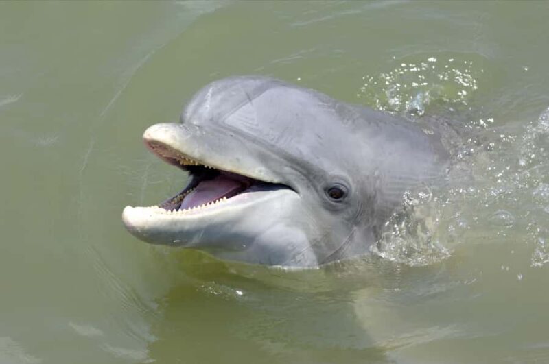 Hilton Head: Private 2-Hour Kayak Dolphin Nature Tour - Wildlife Sightings and Seasonal Variations