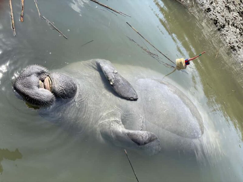 Hilton Head: Private 2-Hour Kayak Dolphin Nature Tour - Comparing the Experience with Similar Tours