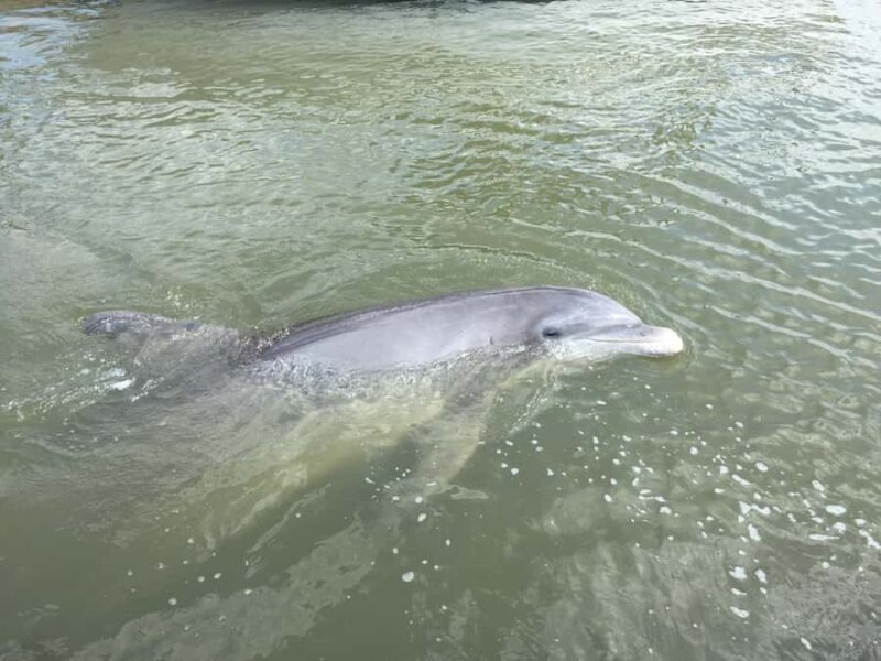 Hilton Head: Private 2-Hour Kayak Dolphin Nature Tour - Frequently Asked Questions