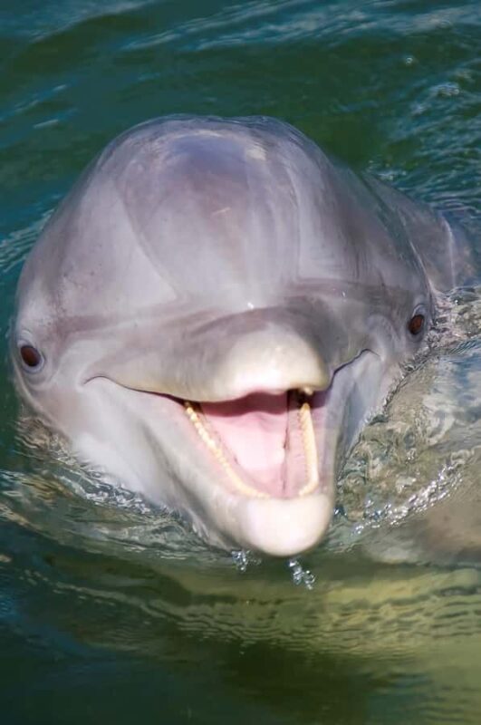 Hilton Head: Private Dolphin Cruise & Guaranteed Sightings - The Experience of Guaranteed Dolphin Sightings