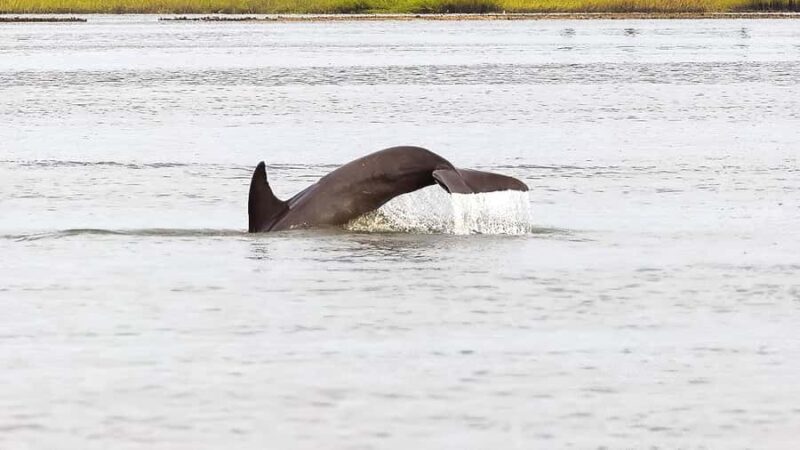 Hilton Head: Private Dolphin Cruise & Guaranteed Sightings - Booking Flexibility and Weather Considerations