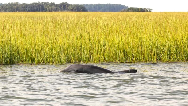 Hilton Head: Private Dolphin Cruise & Guaranteed Sightings - The Strengths of Hilton Head’s Private Dolphin Cruise