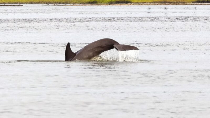 Hilton Head: Private Dolphin Cruise & Guaranteed Sightings - Limitations and Considerations