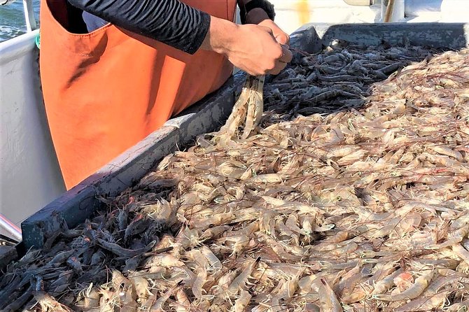 Hilton Head Shrimp Trawling Boat Cruise - The Experience of Catching and Tasting Fresh Shrimp