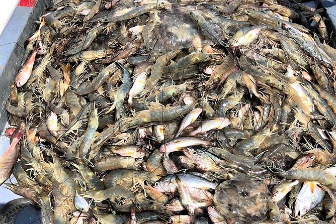 Hilton Head Shrimp Trawling Boat Cruise - Additional Tips for a Smooth Trip