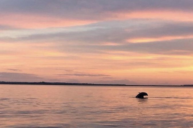 Hilton Head Sunset Dolphin and Sightseeing Tour via Mini Boat - Practical Details and Meeting Logistics