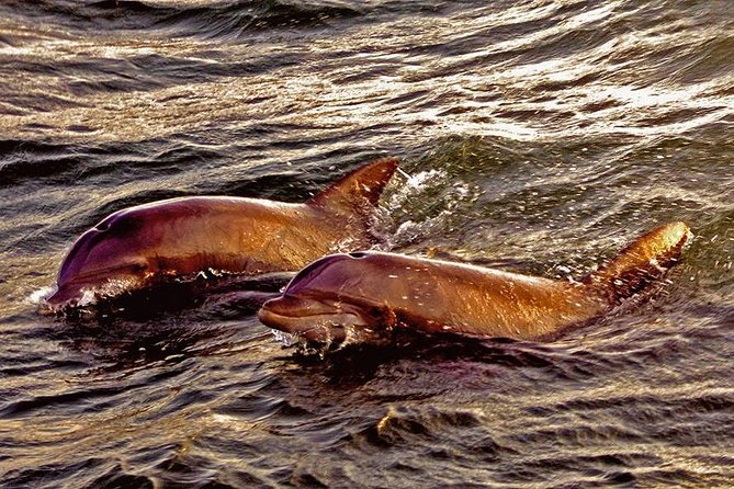 Hilton Head Sunset Dolphin Watching Cruise - Beverages and Onboard Amenities