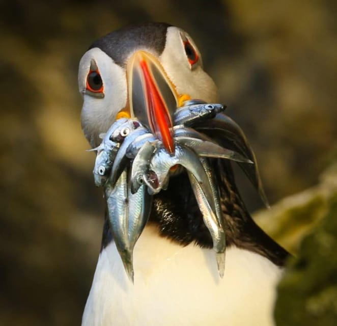 Historic Orkney Coastal Charms Tour by a Native Islander - Why Choose This Coastal Charms Tour