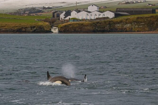 Historic Orkney Private Odyssey Tour by a native Islander - Passing Landmarks and Local Highlights