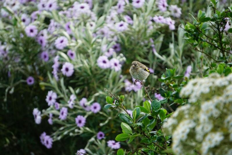 Historic Orkney Private Odyssey Tour By a Native Islander - Key Points