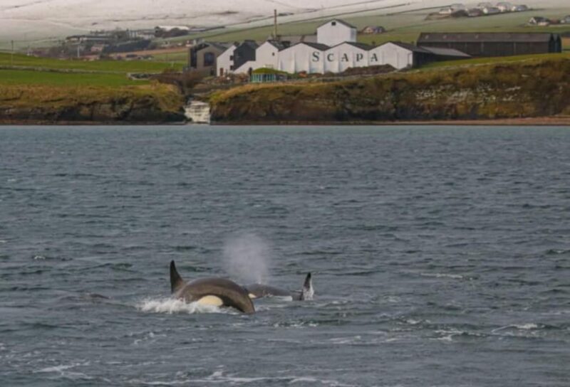 Historic Orkney Private Odyssey Tour By a Native Islander - Overall Value and Suitability