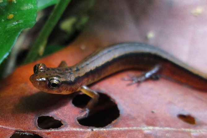 Historic River Town Ramble - Unlocking the Charm of Gatlinburg’s Historic River Town Ramble