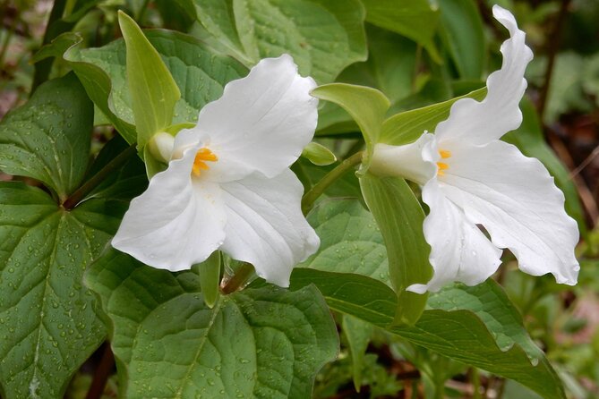 Historic River Town Ramble - Discovering the Nature Trail and Local Flora