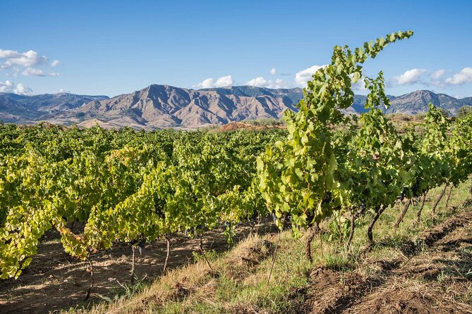 History & Local Wines: Amphitheater, Mitrium and Winery Visit - Savoring Local Wines with Vesuvius in the Background