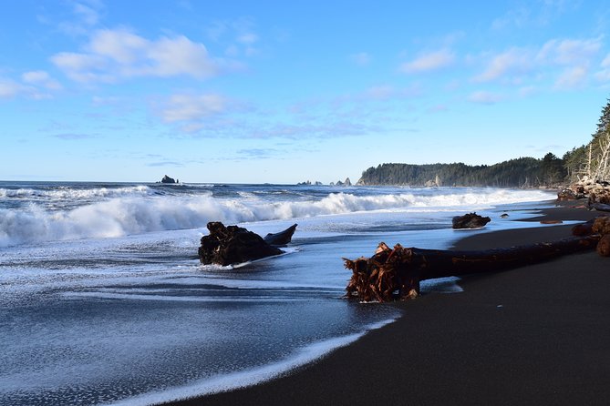 Hoh Rain Forest and Rialto Beach Guided Tour in Olympic National Park - Round-Trip Transportation and Hassle-Free Logistics