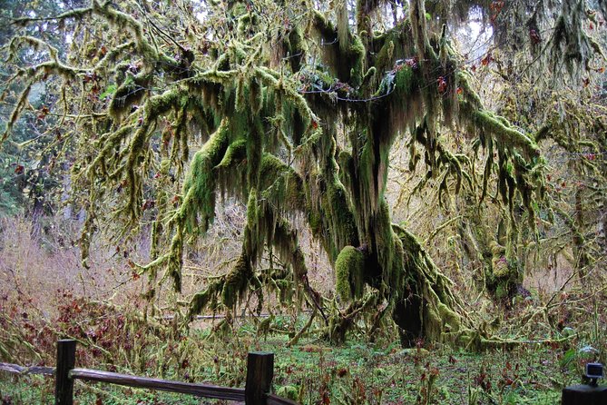 Hoh Rain Forest and Rialto Beach Guided Tour in Olympic National Park - Physical Requirements and Suitability