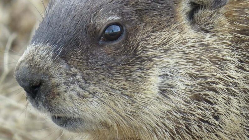 Hokksund: Beaver Safari on Stand-Up Paddleboard - Experience a Unique Beaver Safari on Stand-Up Paddleboard in Hokksund
