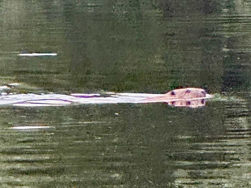 Hokksund: Beaver Safari on Stand-Up Paddleboard - The Unique Experience of Paddleboarding for Wildlife Observation