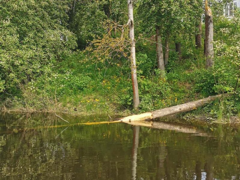 Hokksund: Beaver Safari on Stand-Up Paddleboard - The Sum Up: A Quiet Paddle for Wildlife Lovers in Hokksund