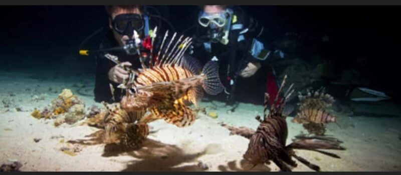 Hol Chan Marine Park night dive - Dive into the Unique Night Life of Hol Chan Marine Reserve