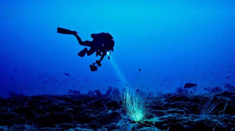 Hol Chan Marine Park night dive - Frequently Asked Questions