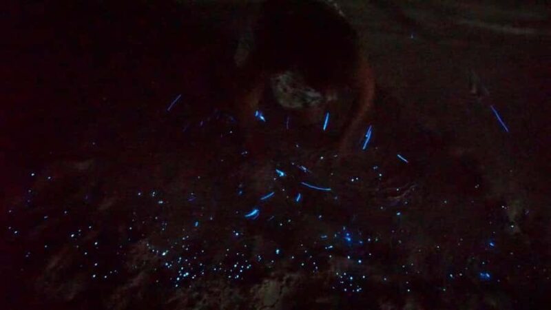 Holbox: Bioluminescence Kayaking and Stargazing - The Bioluminescent Phenomenon Explained
