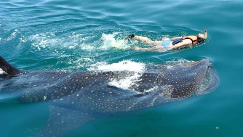 Holbox Island: Swim with Whale Sharks, All-Inclusive - Holbox Island: Swim with Whale Sharks, All-Inclusive
