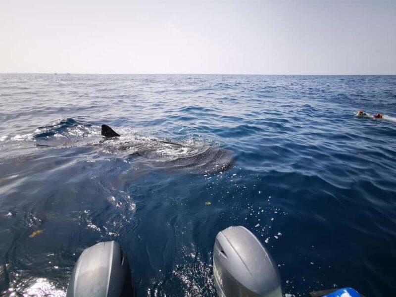 Holbox Island: Swim with Whale Sharks, All-Inclusive - Key Points