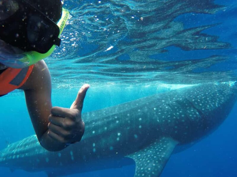 Holbox Island: Swim with Whale Sharks, All-Inclusive - The Route and Major Stops