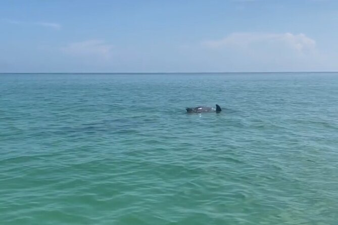 Holbox: Islas Pajaros, Yalahau & Isla de la Pasión with pick up - Key Points