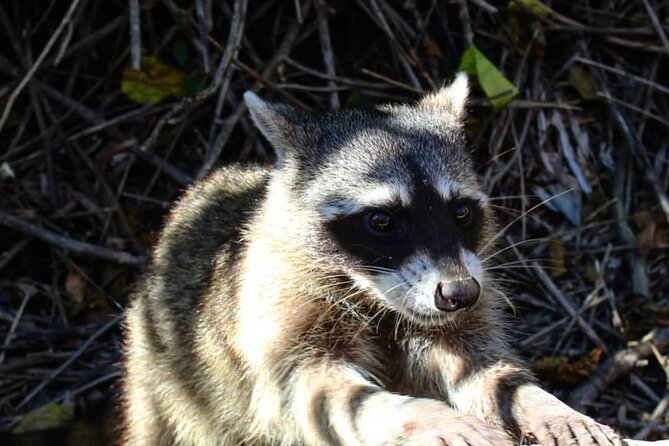 Holbox: Islas Pajaros, Yalahau & Isla de la Pasión with pick up - The Experience from a Guide’s Perspective