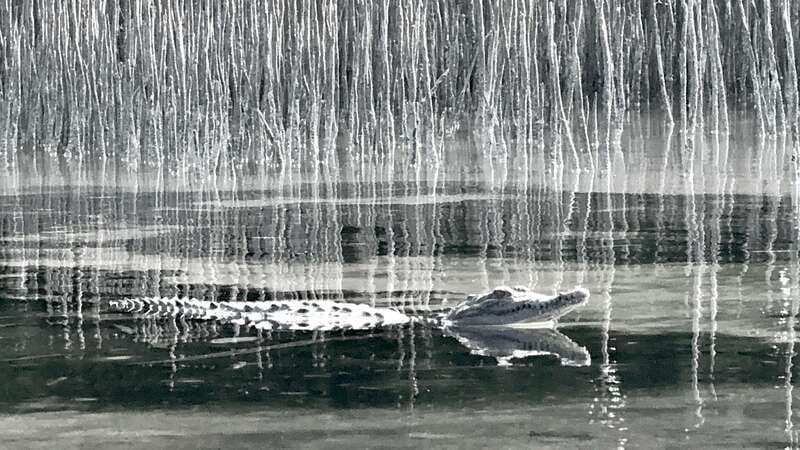 Holbox: Mangrove Sunset Kayak Tour - Included Amenities and Practical Tips