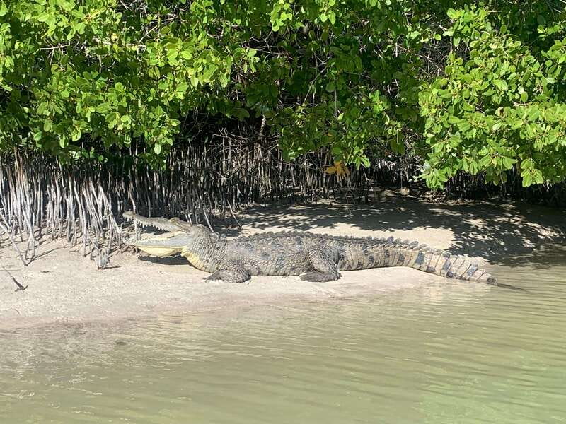 Holbox: Mangrove Sunset Kayak Tour - Customer Experience and Review Highlights