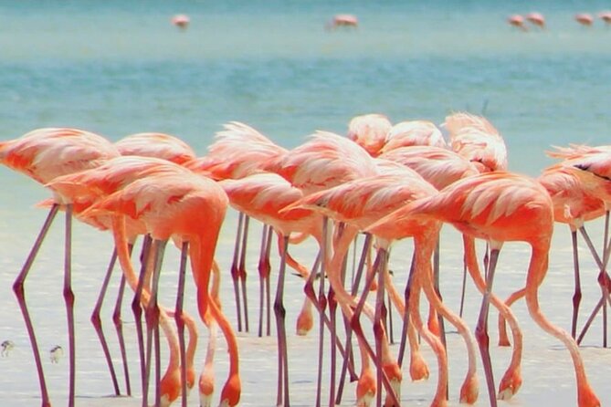 Holbox plus Island Magic by boat Tour from Cancun - Punta Mosquito: Floating Among Clouds and Water