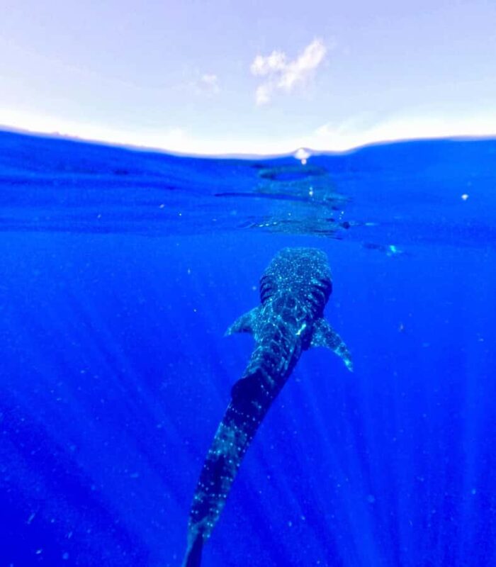 Holbox: Search and swim tour with the world's biggest fish. - Key Points