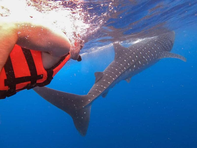 Holbox: Search and Swim with Whale Sharks ! All Inclusive. - Swimming with Whale Sharks: What to Expect