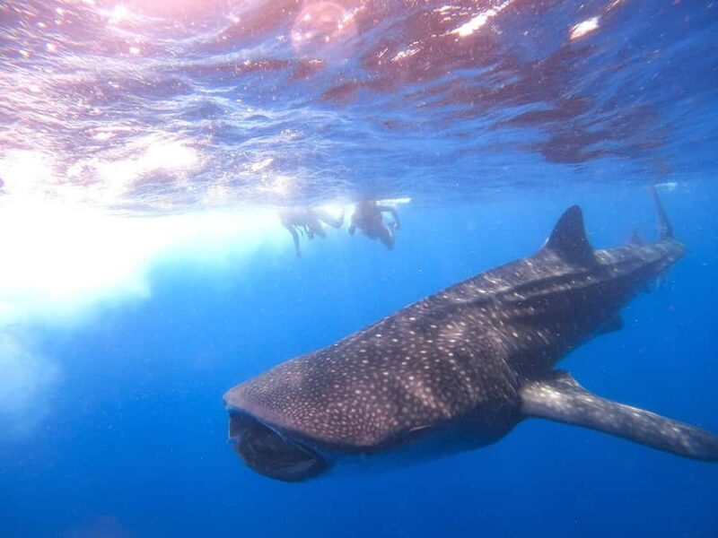 Holbox: Search and Swim with Whale Sharks ! All Inclusive. - Food and Refreshments On Board
