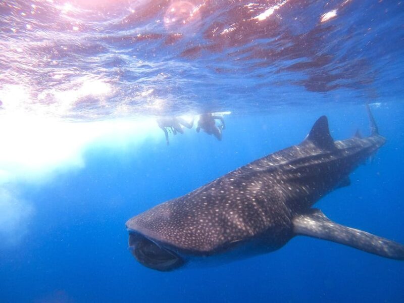Holbox: Search and Swim with Whale Sharks ! All Inclusive. - Final Thoughts on the Holbox Whale Shark Tour