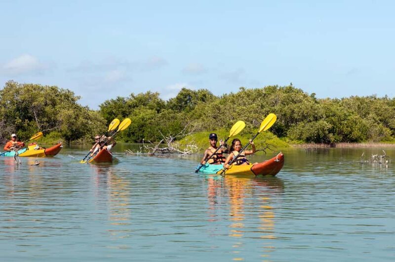 Holbox: Sunrise Kayak Tour through the Mangroves - Navigating the Kuká River and Mangrove Ecosystem