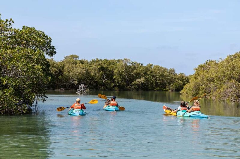 Holbox: Sunrise Kayak Tour through the Mangroves - The Cenote Yalahau Entrance and its Role in the Tour