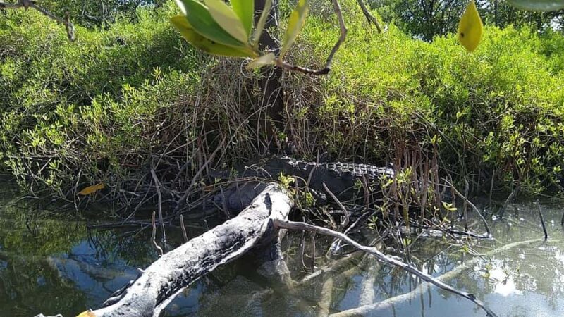 Holbox: Sunrise Kayak Tour through the Mangroves - Logistics and Practical Details of the Tour